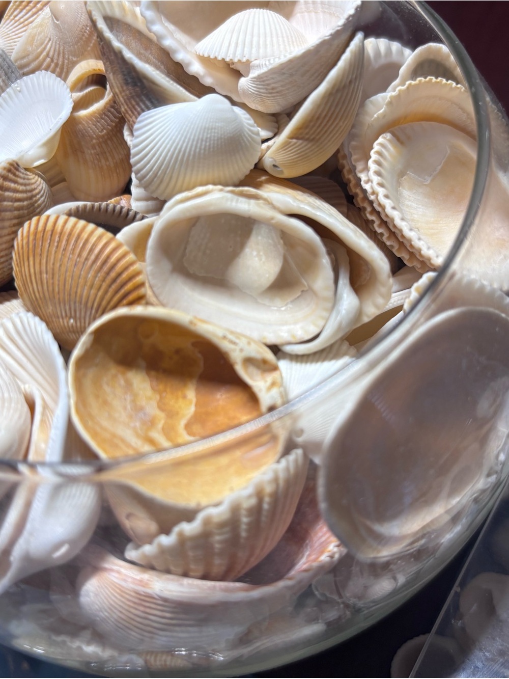 4 lbs Natural Mixed Seashell Collection - Neutral Tones home decor - Picture 6 of 8